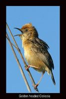 Golden Headed Cisticola