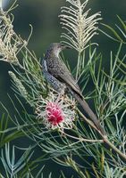 Little Wattlebird