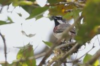 Red-tailed Vanga (Calicalius madagascariensis) photo