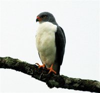 Semiplumbeous Hawk - Leucopternis semiplumbeus