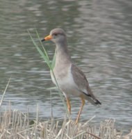 Gray-headed Lapwing - Vanellus cinereus