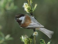 Chestnut-backed Chickadee (Poecile rufescens) photo