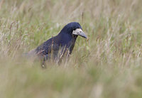 Rook (Corvus frugilegus) photo