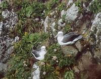 Shy Albatross (Thalassarche cauta) photo