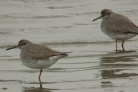 Gray-tailed Tattler - Heterosceles brevipes