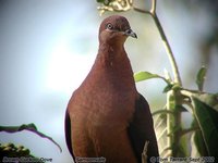 Brown Cuckoo-Dove - Macropygia phasianella
