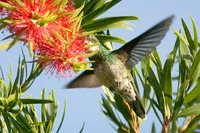 White-throated Hummingbird - Leucochloris albicollis