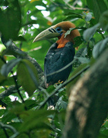 Rufous-necked Hornbill - Aceros nipalensis