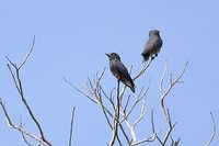 Swallow-wing - Chelidoptera tenebrosa