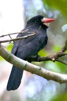 White-fronted Nunbird - Monasa morphoeus