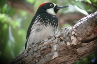 Acorn Woodpecker - Melanerpes formicivorus