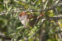 Sooty-fronted Spinetail - Synallaxis frontalis