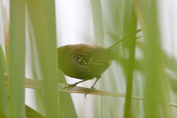 Parana Antwren - Formicivora acutirostris