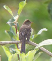 White-crested Elaenia - Elaenia albiceps