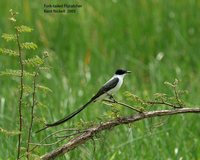 Fork-tailed Flycatcher - Tyrannus savana