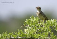 Oriental Pipit - Anthus rufulus