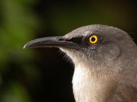 Brown Trembler - Cinclocerthia ruficauda