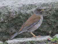 Pale Thrush - Turdus pallidus