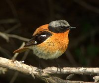 Rufous-backed Redstart - Phoenicurus erythronota