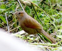 Streaked Laughingthrush - Garrulax lineatus