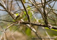 Olivaceous Greenlet - Hylophilus olivaceus