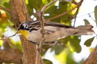 Yellow-throated Warbler - Dendroica dominica