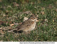 Vesper Sparrow - Pooecetes gramineus