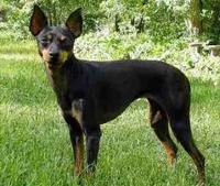 English Toy Terrier