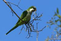 Monk  parakeet   -   Myiopsitta  monachus   -   Parrocchetto  monaco