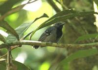 long-winged antwren, male suriname