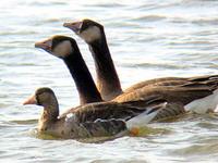 Greater White-fronted Goose. Photo by Greg Gillson