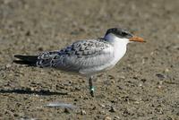 Caspian Tern juv at Modesto STP 7/15/05 © 2005 Jim Gain