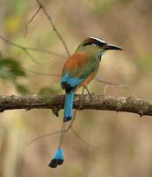 Turquoise-browed motmot