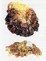 겹지붕굴
