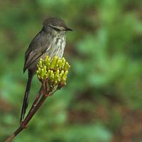 Spotted Prinia (Prinia maculosa)