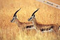 Thomson's Gazelle (Gazella thomsoni) photo