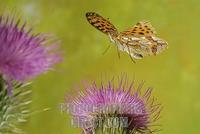 Queen of Spain Fritillary ( Issoria lathonia ) stock photo