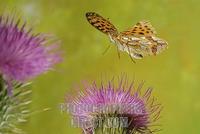 Queen of Spain Fritillary ( Issoria lathonia ) stock photo