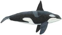 Schwertwal, Orca (Orcinus orca) Killer whale
