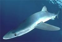 Blue Shark - Prionace glauca