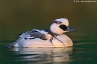 002244 - Mergellus  albellus (Smew)