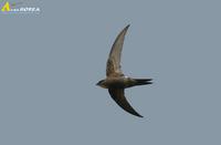 Fig. 1. White-rumped Swift : 칼새