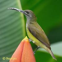 Little Spiderhunter