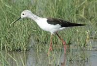 Black-winged Stilt p.118