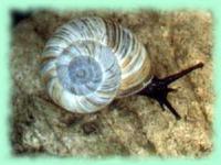 Pyrenaearia carascalensis carascalensis (Férussac 1821)