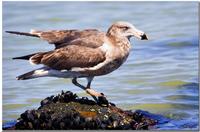 Juvenile Pacific Gull 1536.jpg