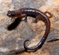 : Chiropterotriton chiropterus