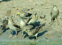 : Creatophora cinerea; Wattled Starling