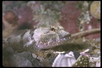 : Malacoctenus margaritae; Margarita Blenny