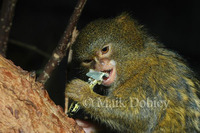 : Cebuella pygmaea; Pygmy Marmoset